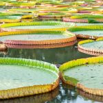 Đây là chiếc lá khỏe nhất thế giới và nó có thể chịu được trọng lượng của một người trưởng thành