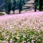 Hà Giang rực rỡ mùa hoa tam giác mạch
