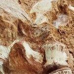 Ngập lụt lịch sử ở Brazil làm phát lộ hóa thạch khủng long hơn 200 triệu năm
