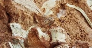 Ngập lụt lịch sử ở Brazil làm phát lộ hóa thạch khủng long hơn 200 triệu năm