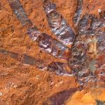 Phát hiện vết tích của loài nhện cỡ lớn ở Australia