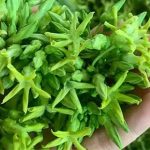 Kỹ thuật trồng và chăm sóc hoa thiên lý