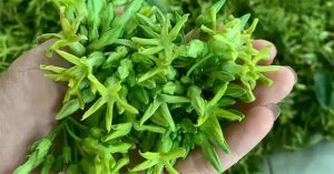 Người Việt có 2 “món rau” là “thuốc chữa đau đầu” kỳ diệu, mùa hè ăn vừa mát, vừa bổ lại ngủ ngon