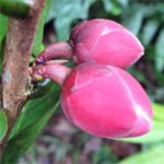 Khánh Hòa đề xuất bảo tồn, nhân giống loài trà hoa Krempf