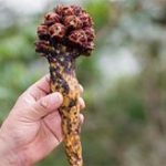 Loài hoa lạ hồi sinh sau hơn 20 năm
