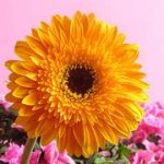 Nhân giống hoa đồng tiền bằng phương pháp vô tính