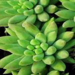 “Khám phá” những cây trồng trong nhà tốt cho sức khỏe