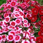 Phát triển nông nghiệp ứng dụng công nghệ cao