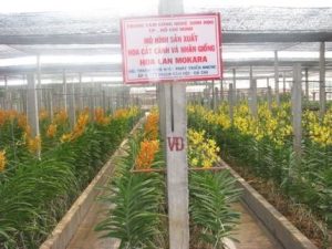Cắt cành, nhân giống lan có lợi lớn