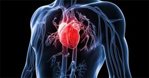 Cách trái tim hoạt động và bơm máu khắp cơ thể