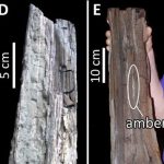 Manh mối về khí hậu thời đầu kỷ Eocene