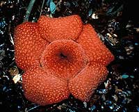 Hoa vua – Rafflesia arnoldii