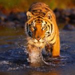 Loài hổ Bengal quý hiếm đang bị đe dọa tuyệt chủng