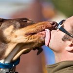 Nước bọt chó mèo dễ gây nhiễm khuẩn cho người
