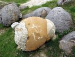 Bí ẩn những hòn đá biết “đẻ con”