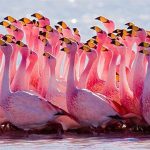 Lý do sữa hồng hạc có màu đỏ như máu