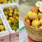Loại quả là “vua chống lão hóa tự nhiên”, được bán nhiều khắp các chợ: Vừa đẹp da, lại bổ xương khớp