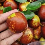 Loại quả “đại bổ” trong Đông y vừa chống ung thư, vừa là “thần dược” cho người hay mất ngủ