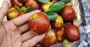 Loại quả “đại bổ” trong Đông y vừa chống ung thư, vừa là “thần dược” cho người hay mất ngủ