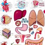Bộ phận nào của cơ thể con người “vô dụng” nhất?
