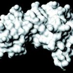 Trên 50% phụ nữ nhiễm siêu vi HPV