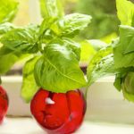 Tự trồng húng quế theo cách thủy canh đơn giản tại nhà