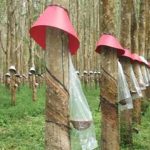 Sáng kiến giúp giảm thất thoát mủ cao su