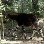 Tái phát hiện sinh vật hiếm giống hươu cao cổ ở Congo