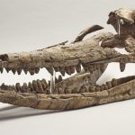 Hóa thạch “rồng biển” thống trị đại dương kỷ Jura
