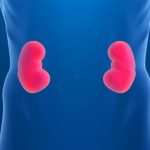 Phát hiện ra loại gene gây bệnh thận IgAN ở người