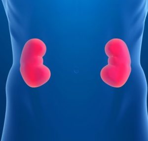 Phát hiện ra loại gene gây bệnh thận IgAN ở người