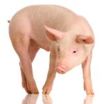 Các nhà khoa học tạo ra tế bào gốc toàn năng từ lợn