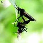 Ruồi đực lừa tình bằng món quà giả