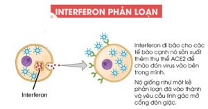 Tìm thấy một protein “phản loạn” trong cơ thể, kẻ mở cổng thành đón giặc SARS-CoV-2