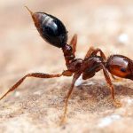 Bí mật giấc ngủ của kiến