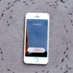 Hiện tượng gì khiến iPhone “điều khiển” được đàn kiến?