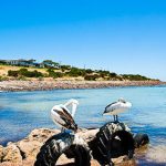 Thiên nhiên trên đảo Kangaroo của Australia