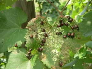Sâu bọ ăn nhiều thực vật hơn ở môi trường có nồng độ CO2 cao