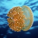 8 dấu hiệu thiên nhiên đang ‘đau nặng’
