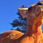 Kangaroo cơ bắp nhất thế giới
