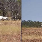 Phát hiện kangaroo màu trắng hiếm có ở Australia