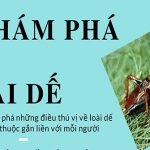 9 khám phá mới về loài dế có thể bạn chưa biết