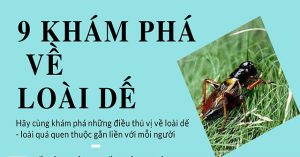 9 khám phá mới về loài dế có thể bạn chưa biết