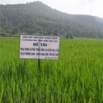 Bắc Cạn bảo tồn giống lúa nếp bản địa quý hiếm