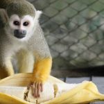 Khỉ có hay ăn chuối không?