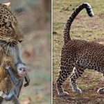 Xót xa hình ảnh khỉ con ôm chặt mẹ đang nằm trong miệng báo dữ
