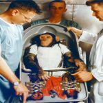 Số phận của những con tinh tinh và khỉ được NASA gửi lên vũ trụ