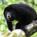 Sự thật đáng buồn đằng sau loài khi đen toàn thân đang dần chuyển thành màu vàng