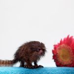 Phát hiện chú khỉ nhỏ bằng bông hoa đồng tiền