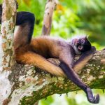 Khám phá mới củng cố giả thuyết “khỉ say rượu”